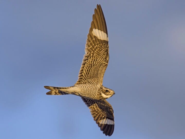 a black and white speckled bird with a buff underbelly and a bright red patch on the top of its head.